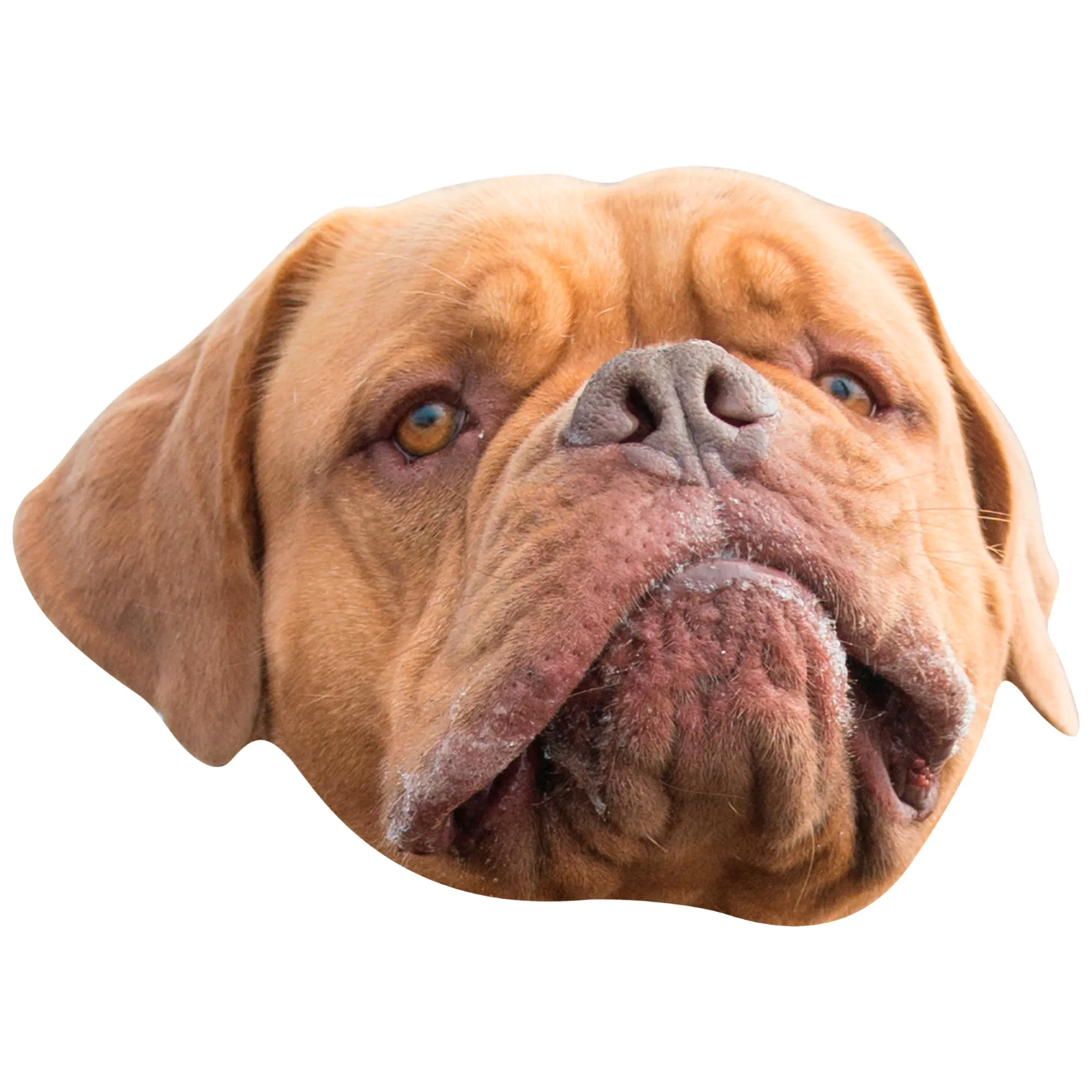 Animals: French Mastiff Foam Core Cutout - Big Head