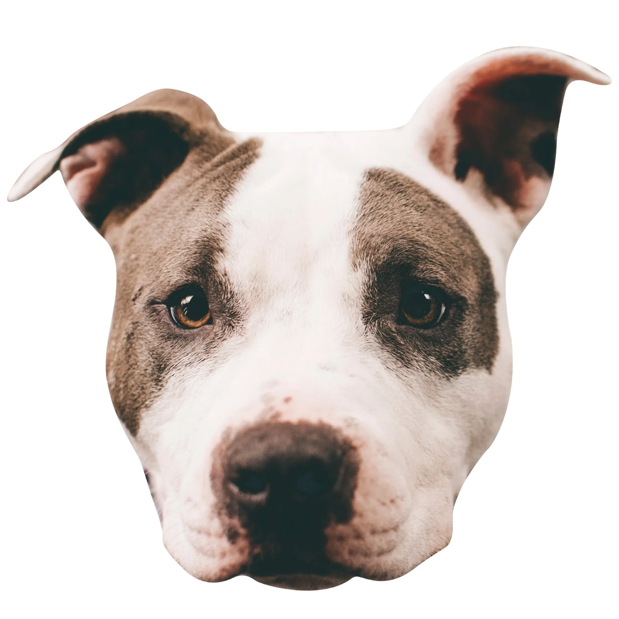 Animals: Pitbull Foam Core Cutout - Big Head