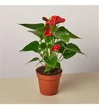 Anthurium 6"