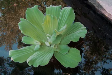 Water Lettuce